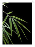 Drepanostachyum falcatum (Slender bamboo) - leaf by Anonymous