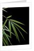Drepanostachyum falcatum (Slender bamboo) - leaf by Anonymous