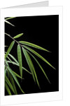 Drepanostachyum falcatum (Slender bamboo) - leaf by Anonymous