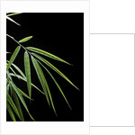 Drepanostachyum falcatum (Slender bamboo) - leaf by Anonymous