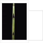 Fargesia utilis (bamboo) - shoot by Anonymous
