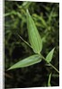 Bamboo leaf by Anonymous