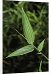 Bamboo leaf by Anonymous
