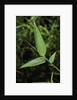Bamboo leaf by Anonymous
