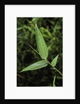 Bamboo leaf by Anonymous