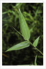 Bamboo leaf by Anonymous