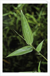 Bamboo leaf by Anonymous