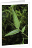 Bamboo leaf by Anonymous