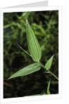 Bamboo leaf by Anonymous