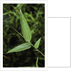 Bamboo leaf by Anonymous