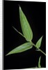 Bamboo leaf by Anonymous