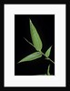 Bamboo leaf by Anonymous