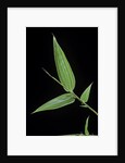 Bamboo leaf by Anonymous
