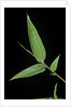 Bamboo leaf by Anonymous
