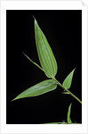 Bamboo leaf by Anonymous
