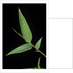 Bamboo leaf by Anonymous