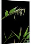 Bamboo flower by Anonymous