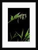 Bamboo flower by Anonymous