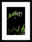 Bamboo flower by Anonymous