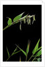 Bamboo flower by Anonymous