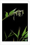Bamboo flower by Anonymous