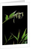 Bamboo flower by Anonymous