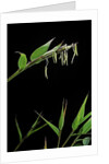 Bamboo flower by Anonymous
