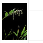 Bamboo flower by Anonymous