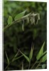 Bamboo flower by Anonymous