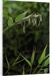 Bamboo flower by Anonymous