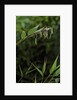 Bamboo flower by Anonymous