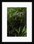 Bamboo flower by Anonymous