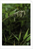 Bamboo flower by Anonymous