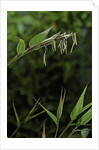 Bamboo flower by Anonymous