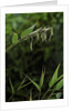 Bamboo flower by Anonymous