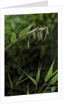 Bamboo flower by Anonymous