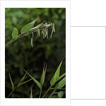 Bamboo flower by Anonymous