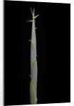 Hibanobambusa tranquillans (bamboo) - shoot by Anonymous