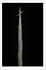 Hibanobambusa tranquillans (bamboo) - shoot by Anonymous