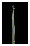Hibanobambusa tranquillans (bamboo) - shoot by Anonymous