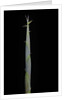Hibanobambusa tranquillans (bamboo) - shoot by Anonymous