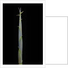 Hibanobambusa tranquillans (bamboo) - shoot by Anonymous