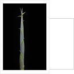 Hibanobambusa tranquillans (bamboo) - shoot by Anonymous