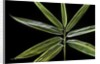 Hibanobambusa tranquillans 'Shiroshima' (Shiro-shima-inyÃinyouchikuzoku, bamboo) - leaf by Anonymous
