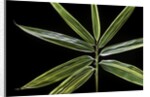 Hibanobambusa tranquillans 'Shiroshima' (Shiro-shima-inyÃinyouchikuzoku, bamboo) - leaf by Anonymous