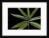 Hibanobambusa tranquillans 'Shiroshima' (Shiro-shima-inyÃinyouchikuzoku, bamboo) - leaf by Anonymous
