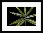 Hibanobambusa tranquillans 'Shiroshima' (Shiro-shima-inyÃinyouchikuzoku, bamboo) - leaf by Anonymous