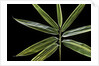 Hibanobambusa tranquillans 'Shiroshima' (Shiro-shima-inyÃinyouchikuzoku, bamboo) - leaf by Anonymous