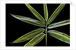 Hibanobambusa tranquillans 'Shiroshima' (Shiro-shima-inyÃinyouchikuzoku, bamboo) - leaf by Anonymous