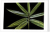Hibanobambusa tranquillans 'Shiroshima' (Shiro-shima-inyÃinyouchikuzoku, bamboo) - leaf by Anonymous
